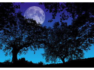 romantic moon 06